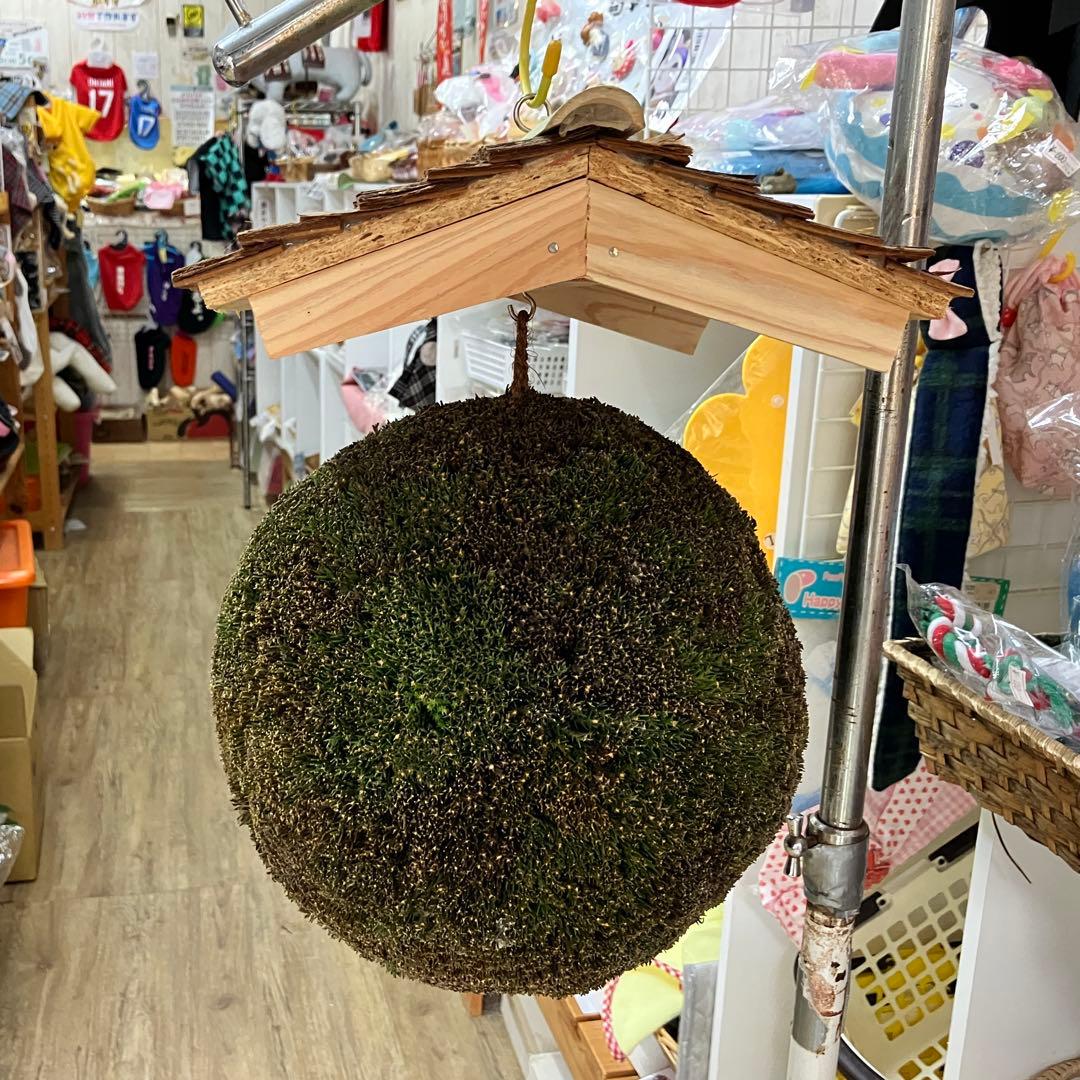 杉玉【屋根付き】②