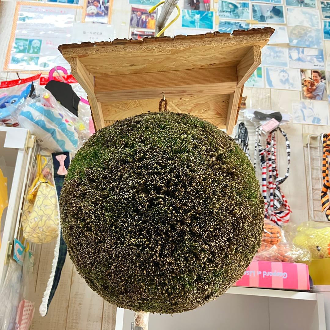 杉玉【屋根付き】②