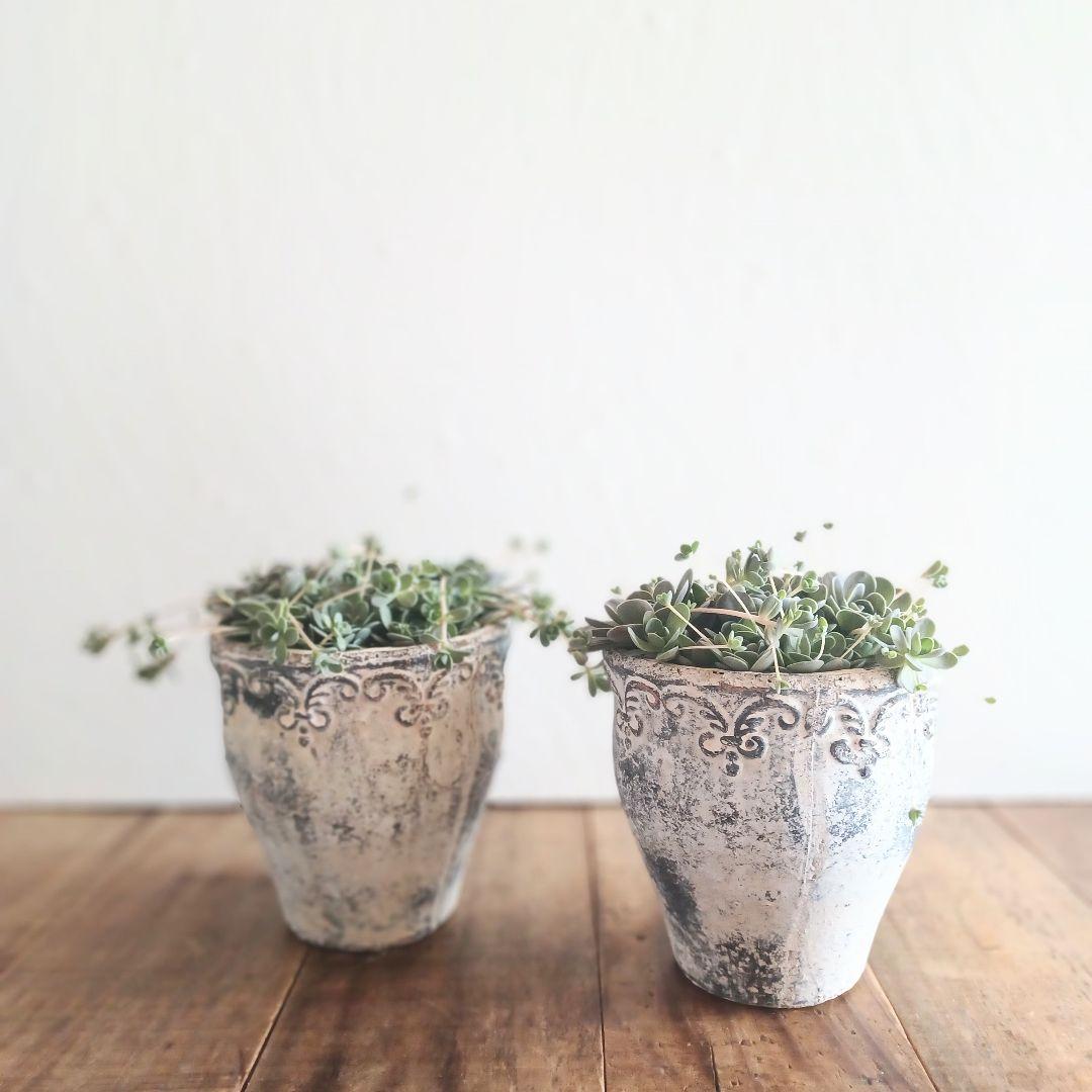 コベントガーデン 鉢植え 1セット 子持ち蓮華 多肉植物