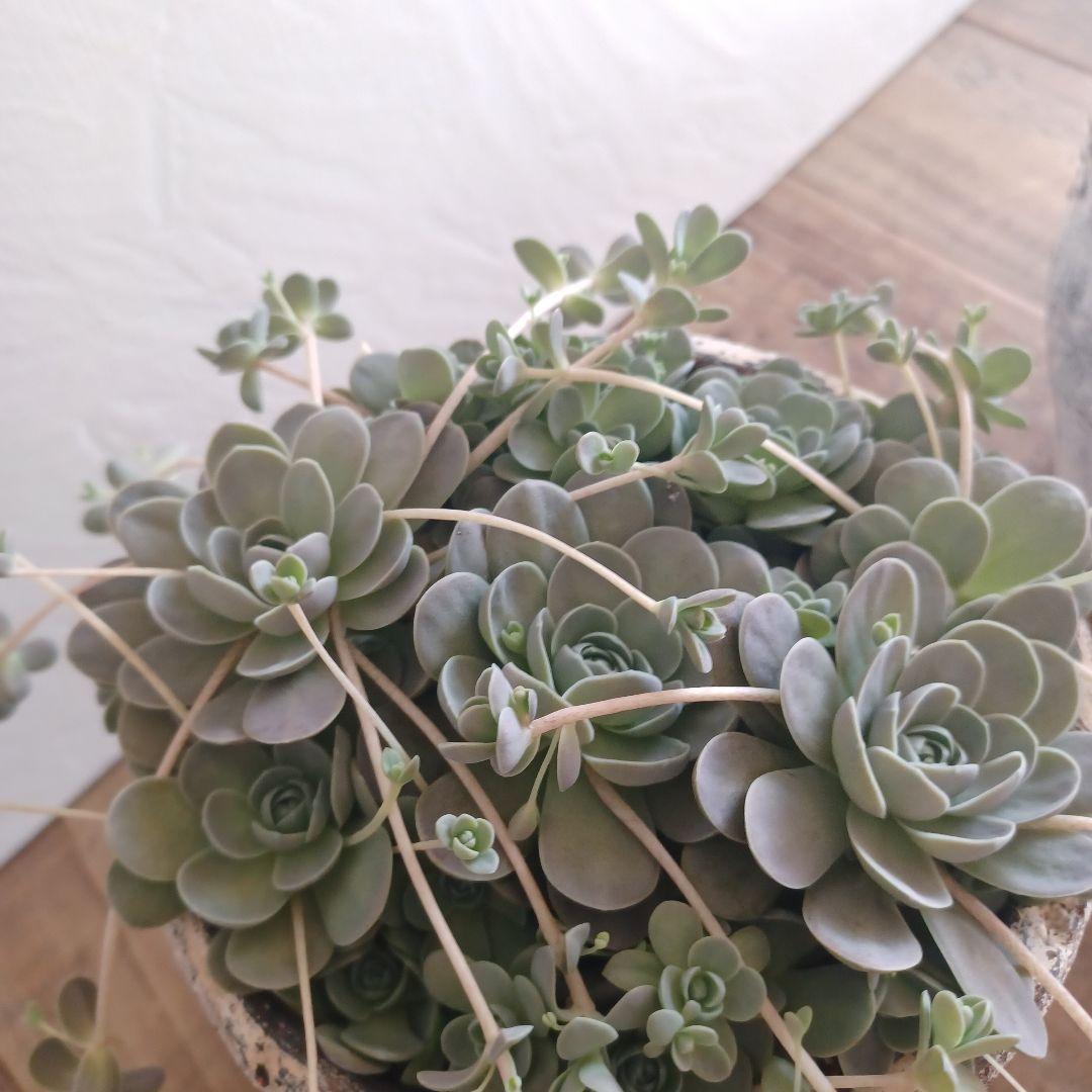 コベントガーデン 鉢植え 1セット 子持ち蓮華 多肉植物