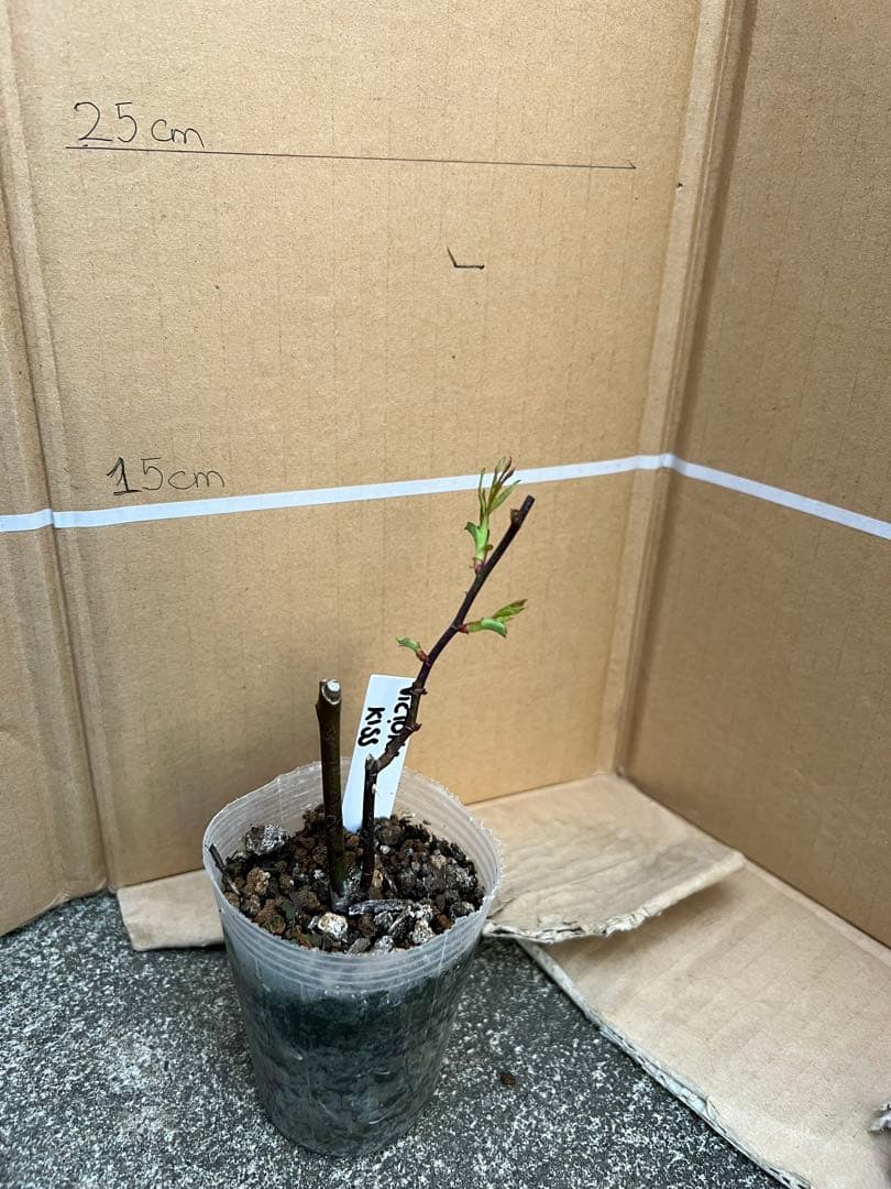 「Quynh Truong」 切り花品種バラ苗　レアバラ　3点