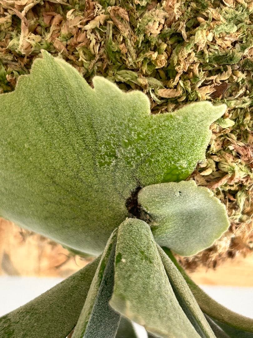 P. Willinckii Omg(spore) 【29】