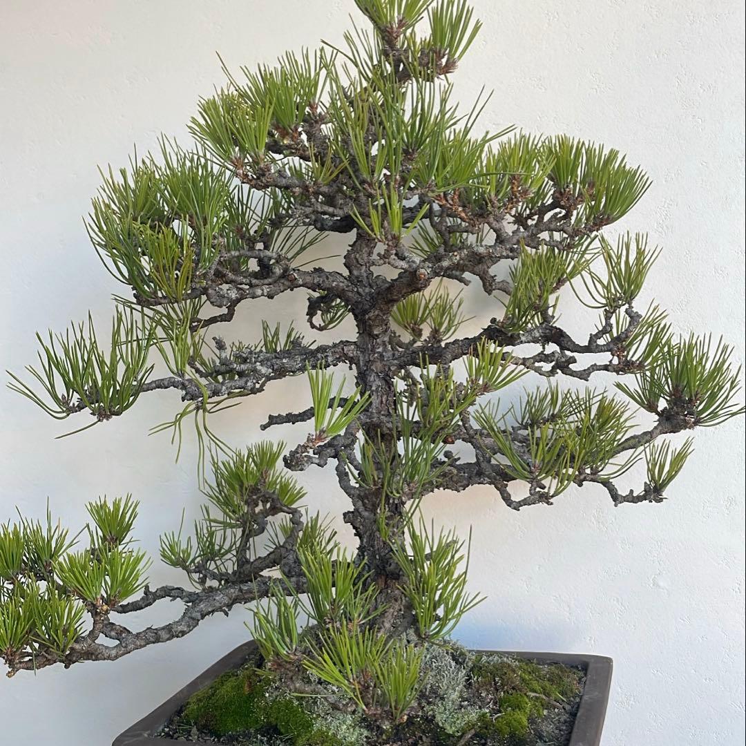 h*i様 黒松 盆栽｜幹味あり｜陶器鉢付き・一点物