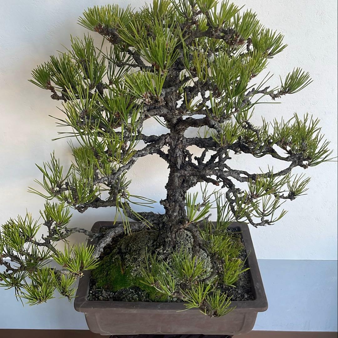 h*i様 黒松 盆栽｜幹味あり｜陶器鉢付き・一点物