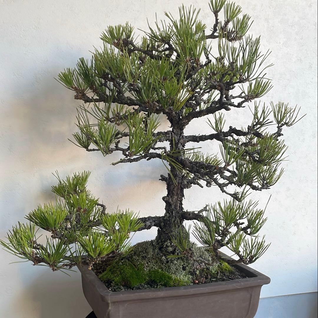 h*i様 黒松 盆栽｜幹味あり｜陶器鉢付き・一点物
