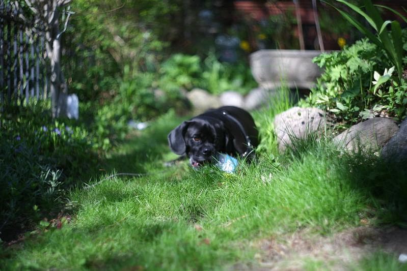 3 【希少】　後期ゼブラ　未使用　ぐるぐるボケレンズ　ヘリオス44-2　M42