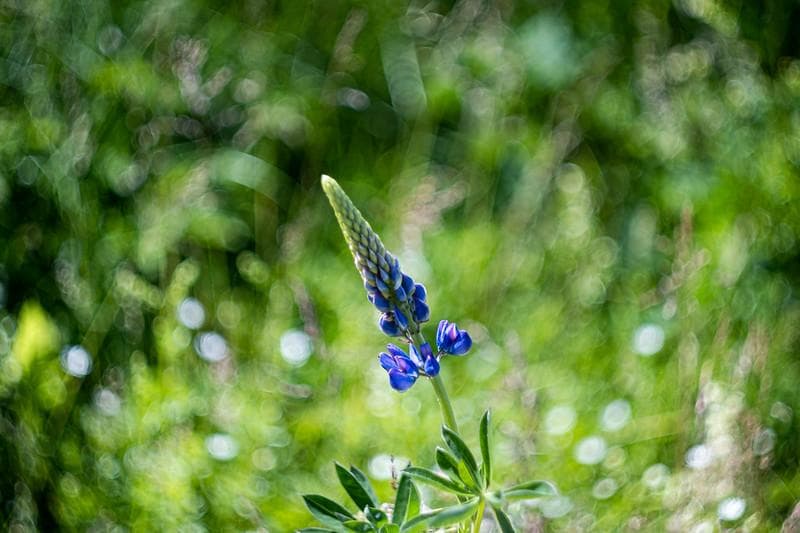 3 【希少】　後期ゼブラ　未使用　ぐるぐるボケレンズ　ヘリオス44-2　M42