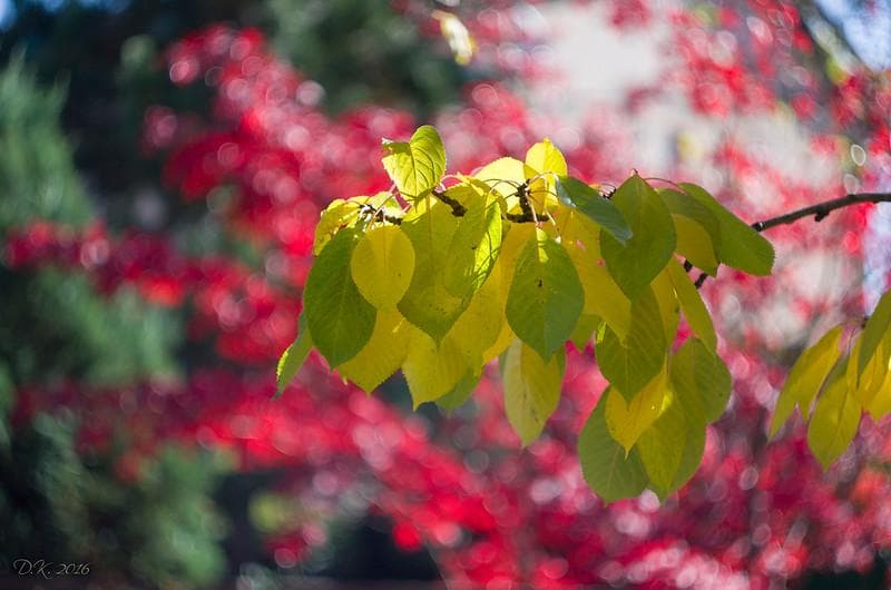 3 【希少】　後期ゼブラ　未使用　ぐるぐるボケレンズ　ヘリオス44-2　M42