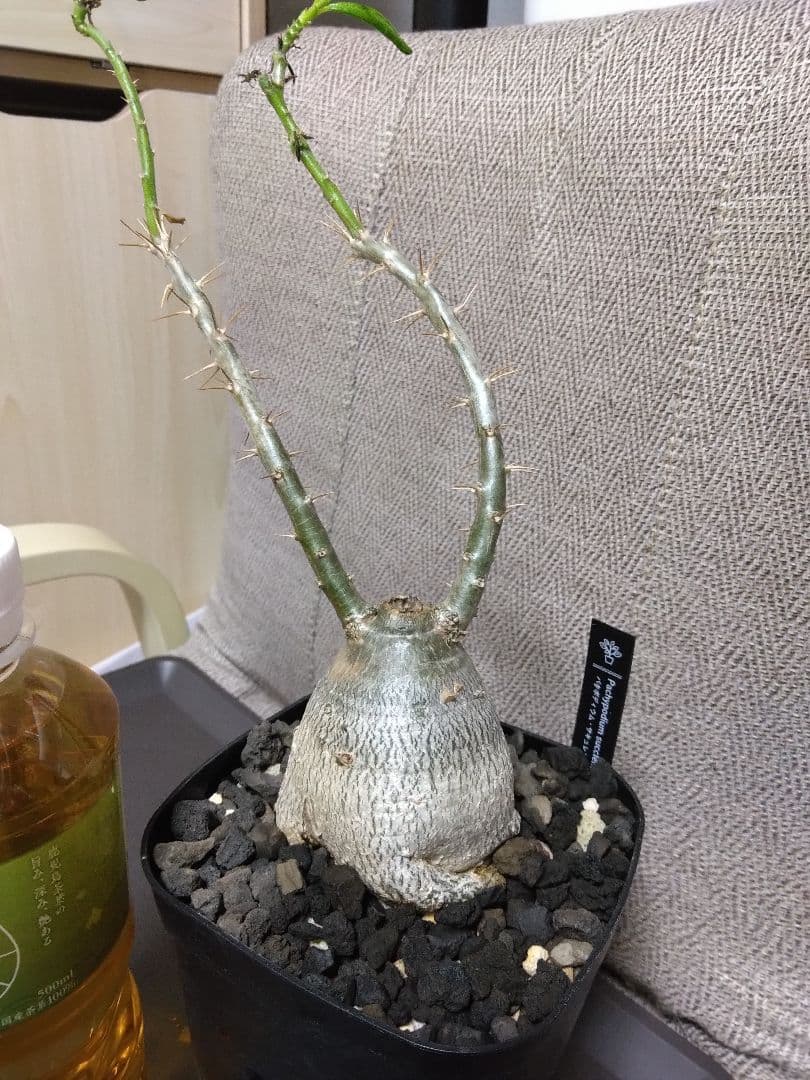 パキポディウム　サキュレンタム　鉢付