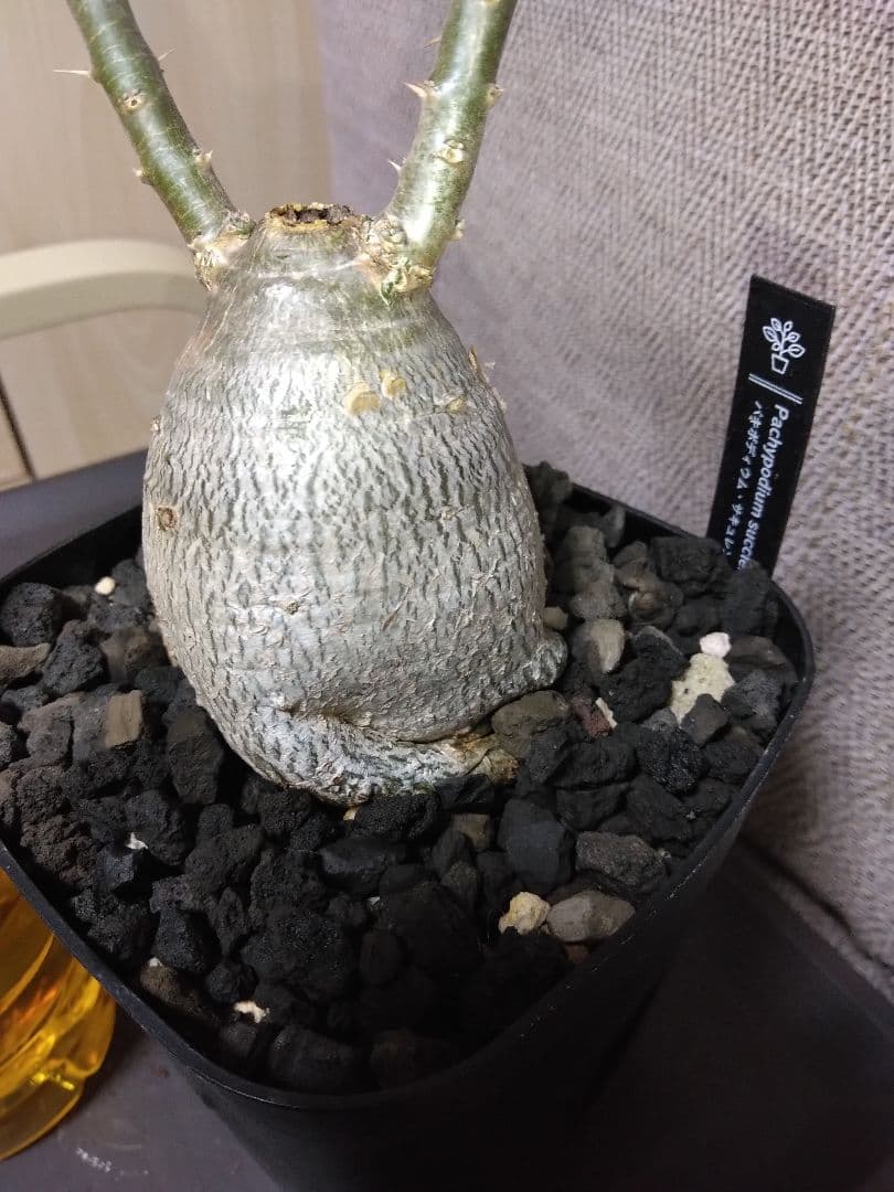 パキポディウム　サキュレンタム　鉢付