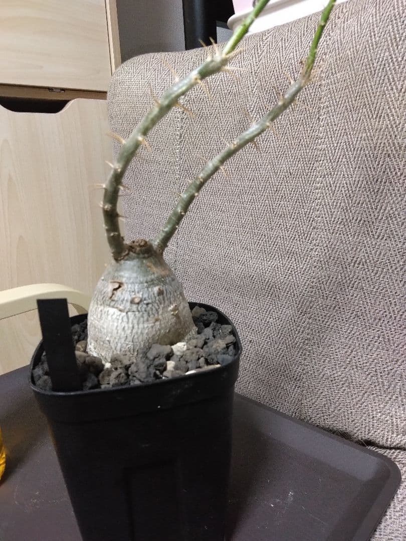 パキポディウム　サキュレンタム　鉢付