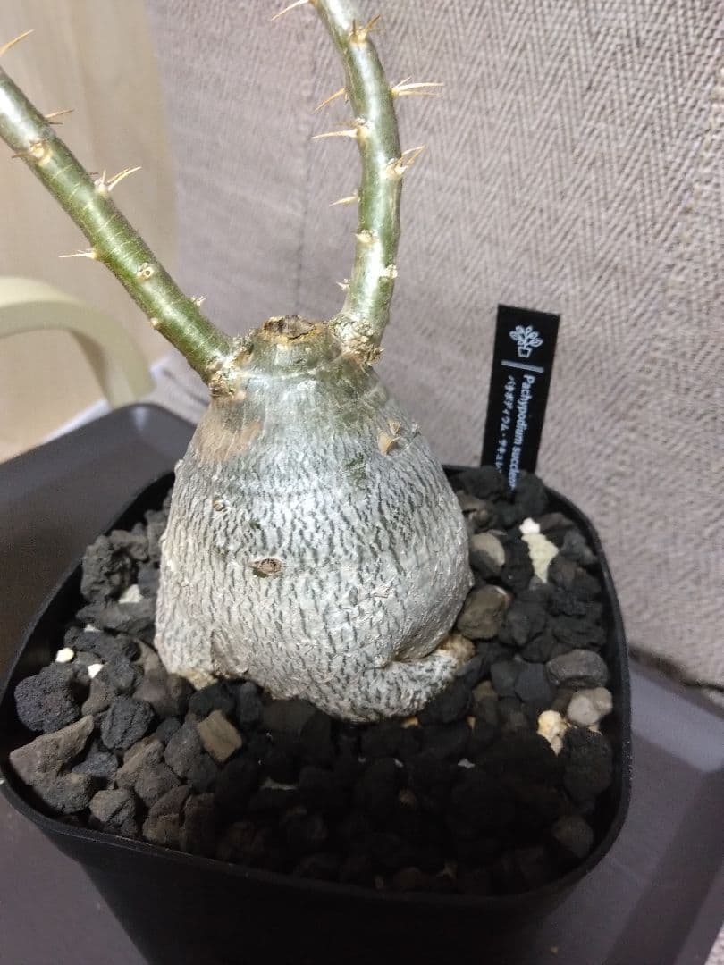 パキポディウム　サキュレンタム　鉢付