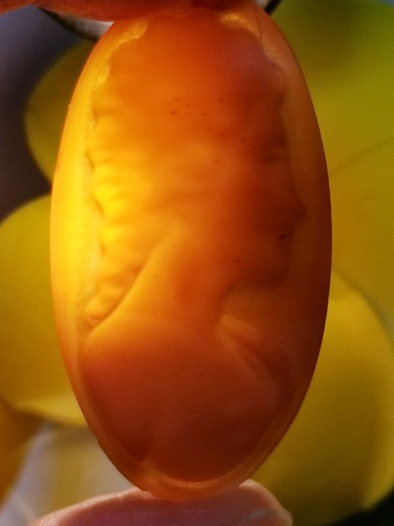 KS-205 【カルロ・パルラーティ作】天然シェルカメオルース