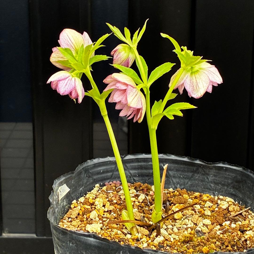 774☘️2年間管理株☘️⭐️超プリティー⭐️芳香⭐️超小輪⭐️デュメ交配⭐️大木ナーセリー⭐️