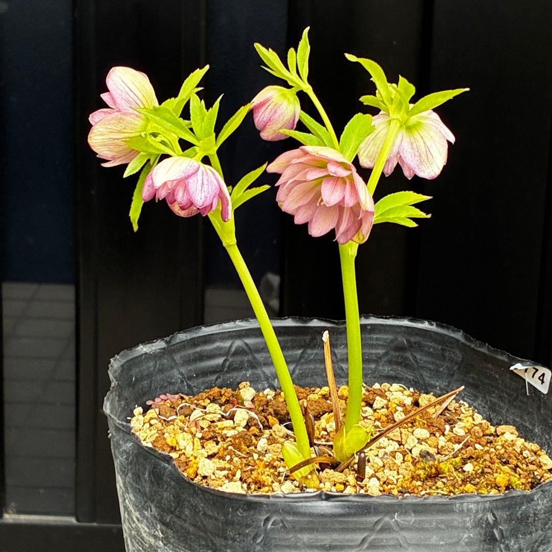 774☘️2年間管理株☘️⭐️超プリティー⭐️芳香⭐️超小輪⭐️デュメ交配⭐️大木ナーセリー⭐️