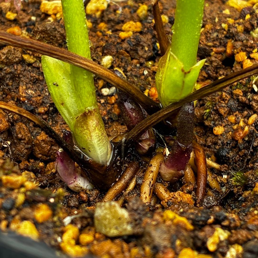 774☘️2年間管理株☘️⭐️超プリティー⭐️芳香⭐️超小輪⭐️デュメ交配⭐️大木ナーセリー⭐️