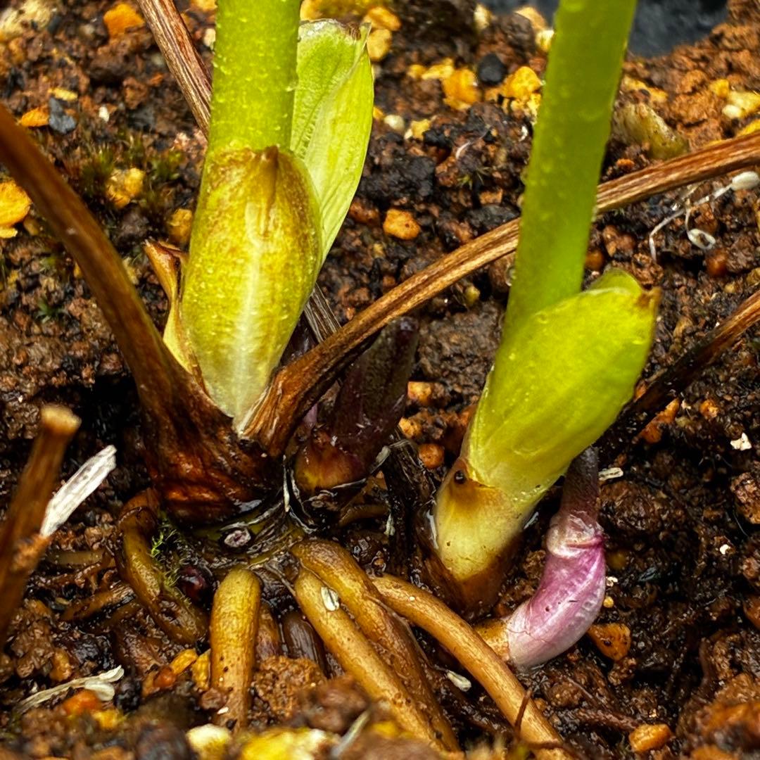 774☘️2年間管理株☘️⭐️超プリティー⭐️芳香⭐️超小輪⭐️デュメ交配⭐️大木ナーセリー⭐️