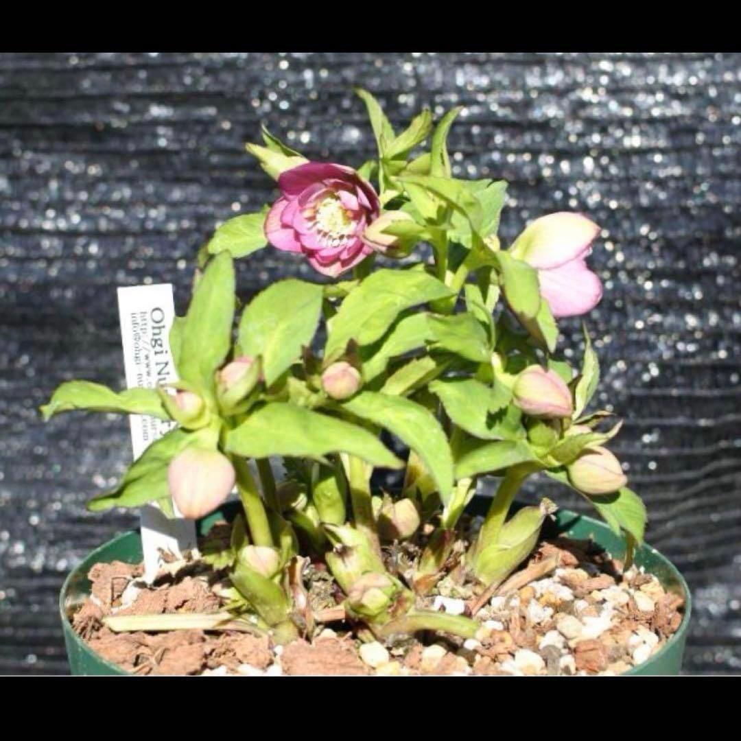 774☘️2年間管理株☘️⭐️超プリティー⭐️芳香⭐️超小輪⭐️デュメ交配⭐️大木ナーセリー⭐️