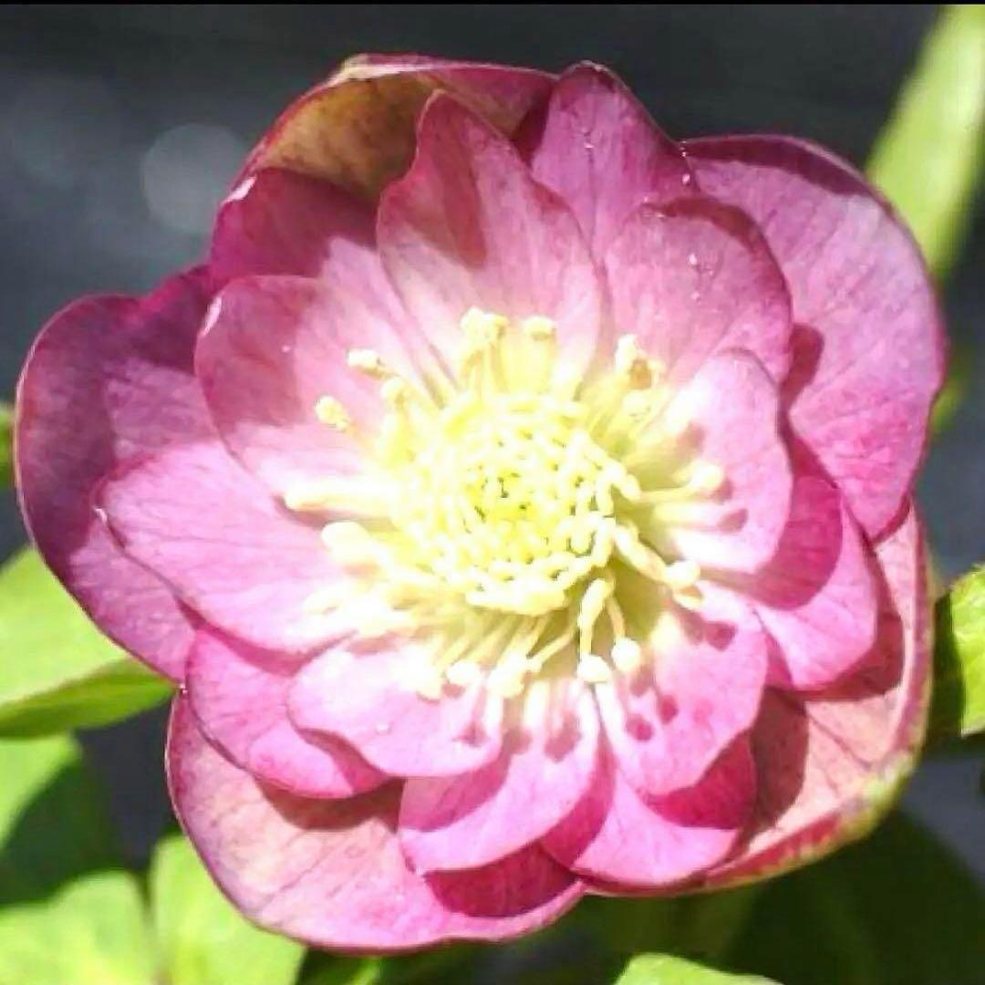 774☘️2年間管理株☘️⭐️超プリティー⭐️芳香⭐️超小輪⭐️デュメ交配⭐️大木ナーセリー⭐️