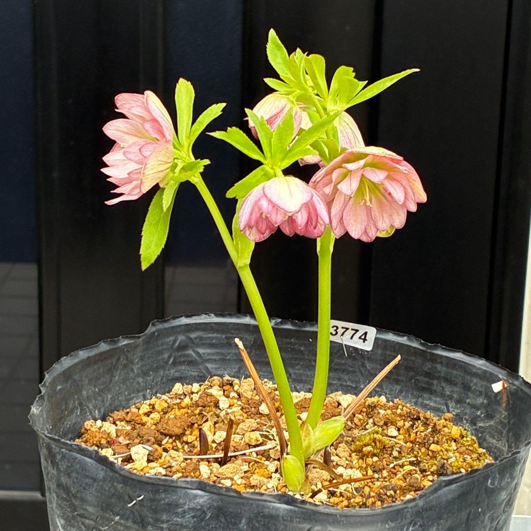 774☘️2年間管理株☘️⭐️超プリティー⭐️芳香⭐️超小輪⭐️デュメ交配⭐️大木ナーセリー⭐️