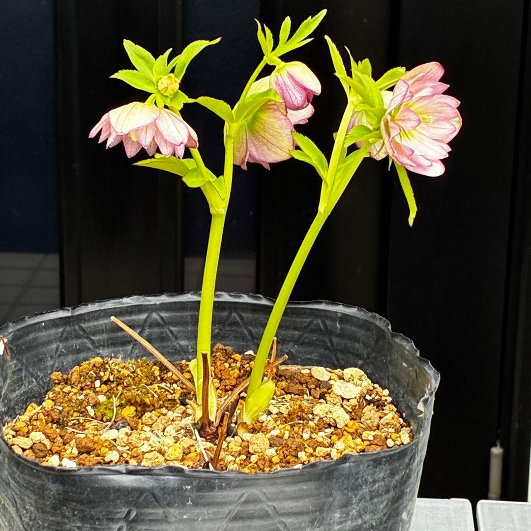 774☘️2年間管理株☘️⭐️超プリティー⭐️芳香⭐️超小輪⭐️デュメ交配⭐️大木ナーセリー⭐️