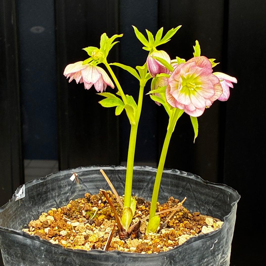 774☘️2年間管理株☘️⭐️超プリティー⭐️芳香⭐️超小輪⭐️デュメ交配⭐️大木ナーセリー⭐️