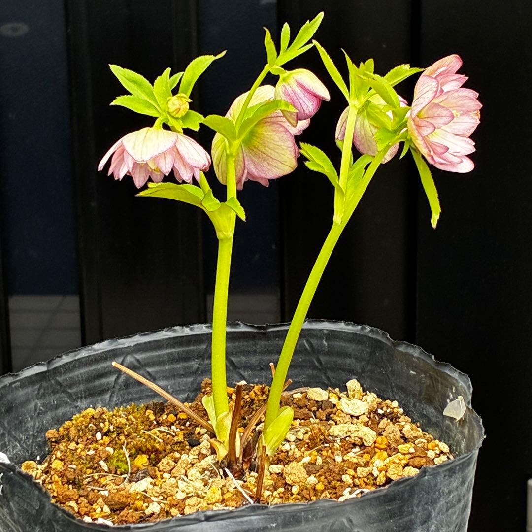 774☘️2年間管理株☘️⭐️超プリティー⭐️芳香⭐️超小輪⭐️デュメ交配⭐️大木ナーセリー⭐️