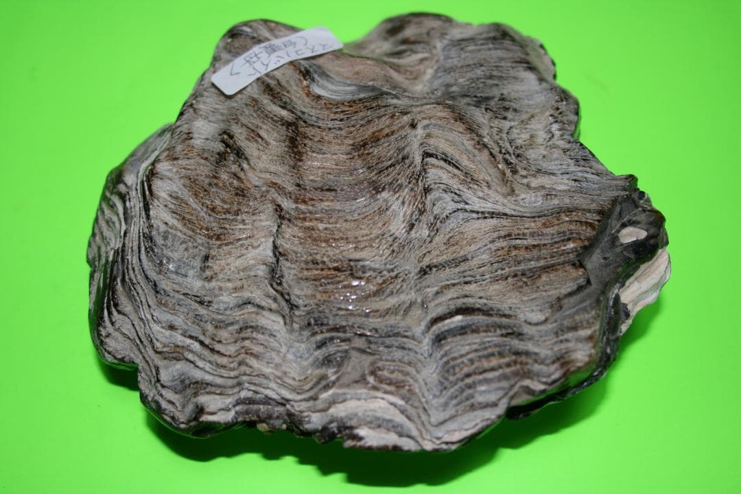 海外の鉱石　（白雲母）　（大型）