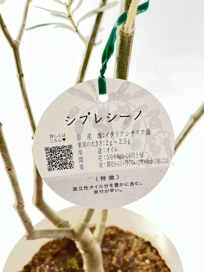 オリーブの木　シプレシーノ　約170cm　NO.1953　大型　現品掲載　古木