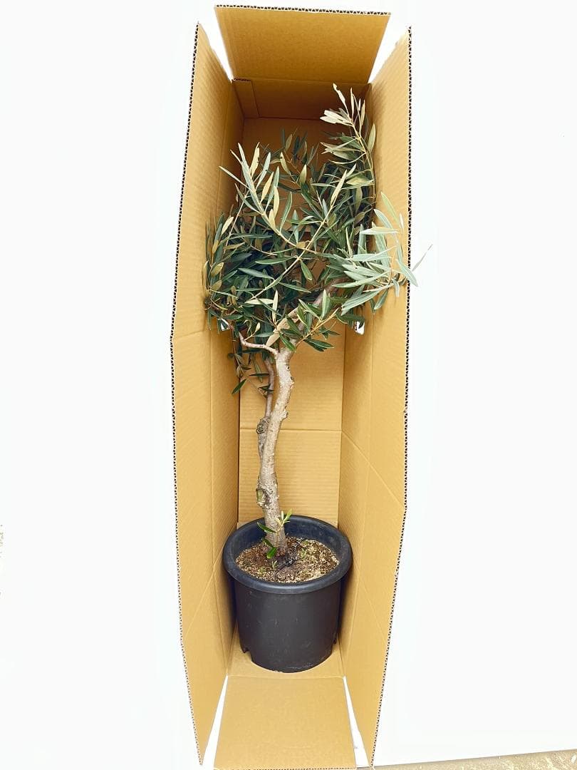 オリーブの木　シプレシーノ　約170cm　NO.1953　大型　現品掲載　古木