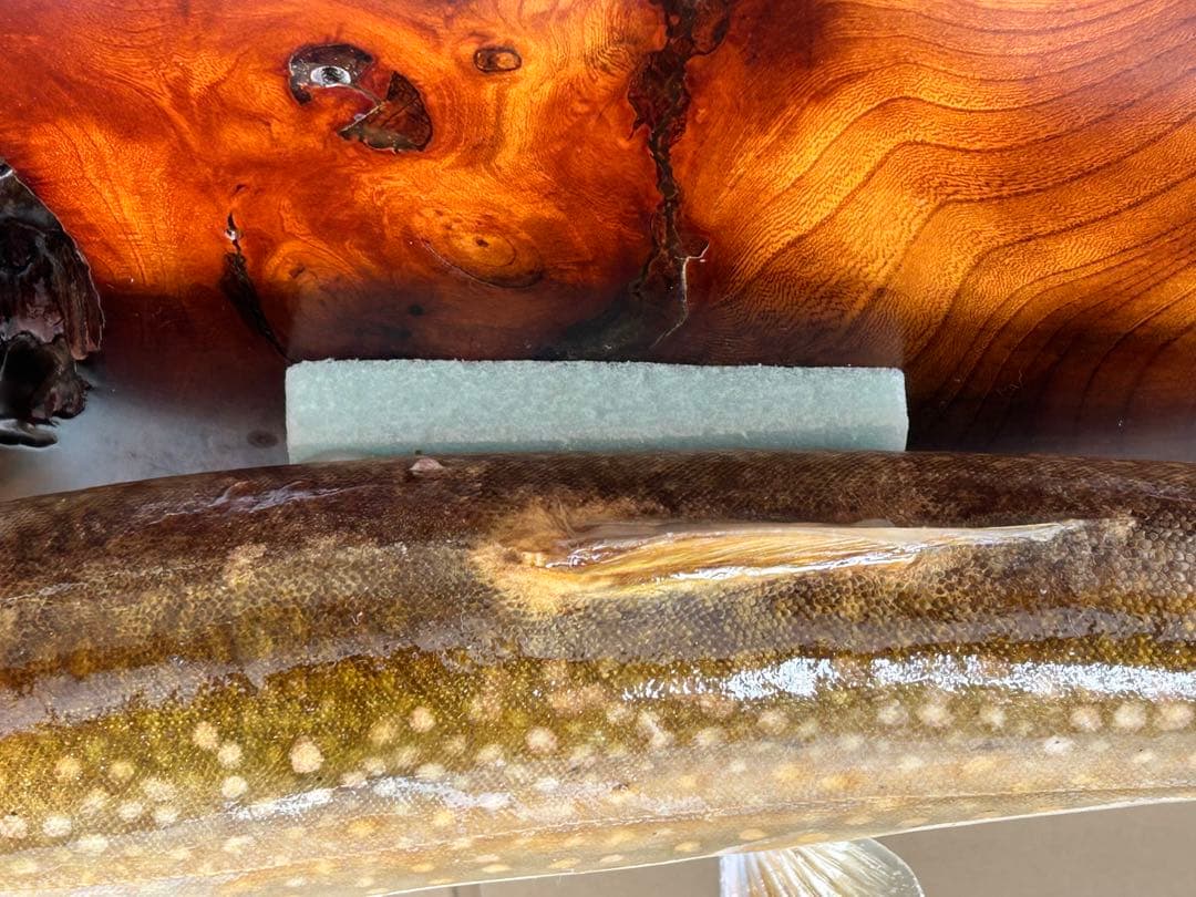 ITO.CRAFT イワナ剥製