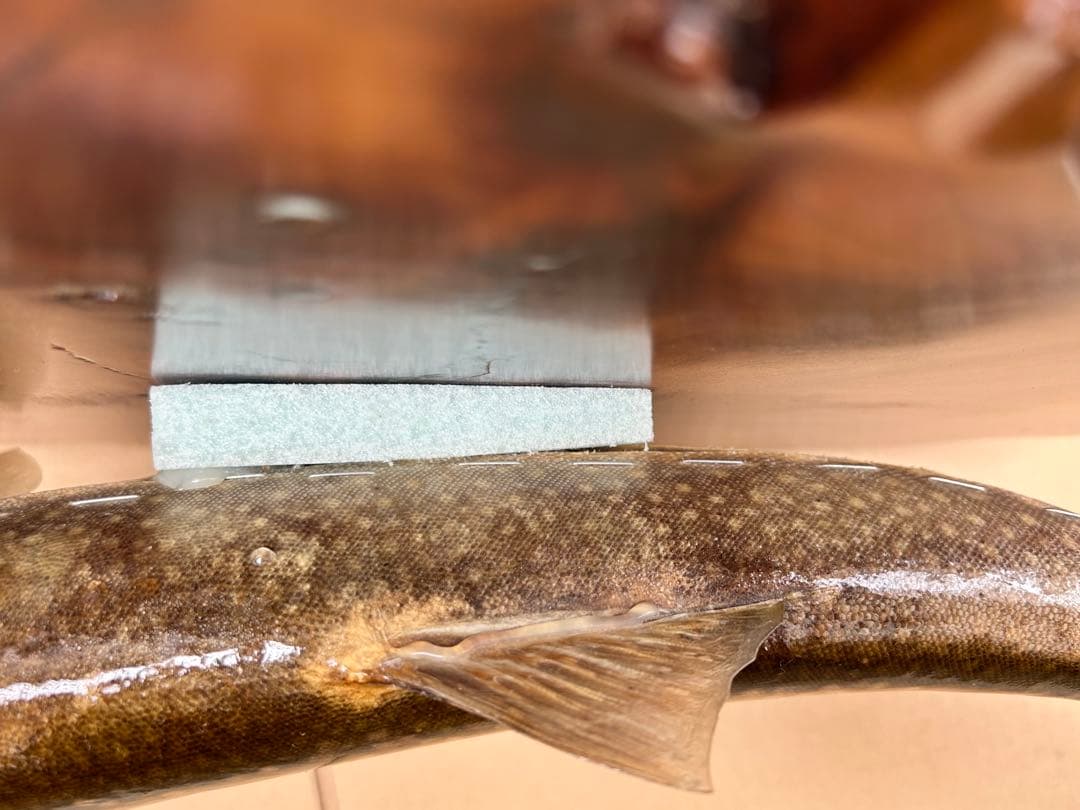 ITO.CRAFT イワナ剥製