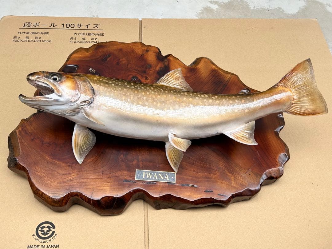 ITO.CRAFT イワナ剥製