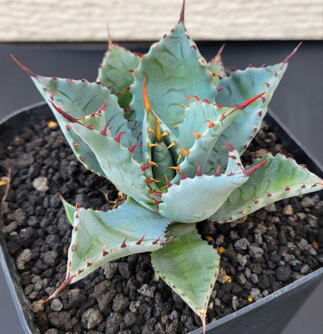 アガベ　ラプター　ハイブリッド No.A31