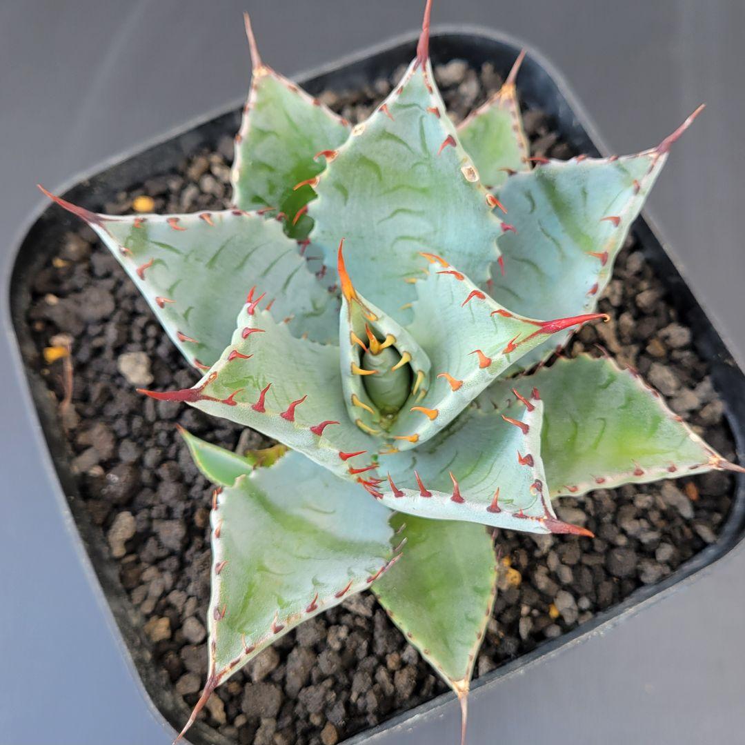 アガベ　ラプター　ハイブリッド No.A31