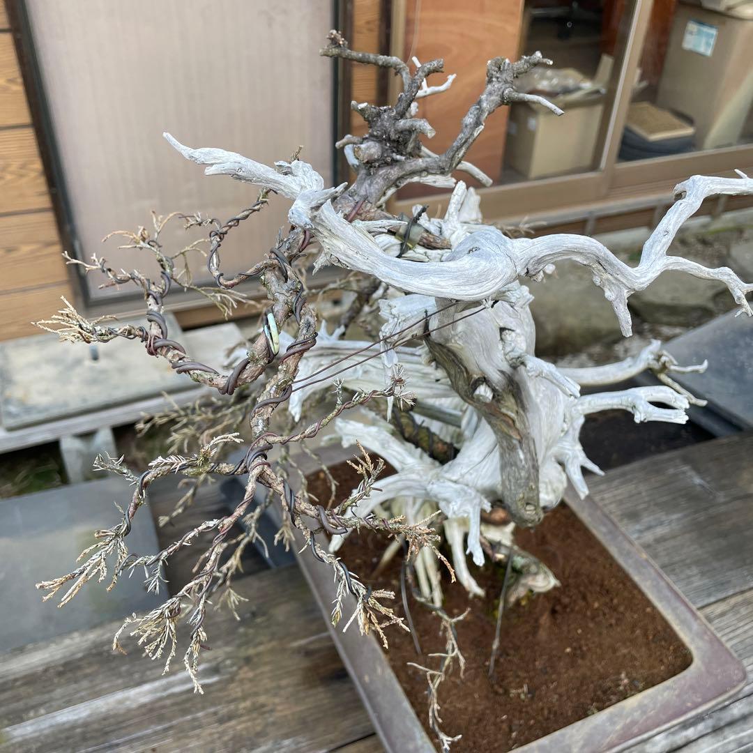 枯れ盆栽 真柏ドライ盆栽 アート盆栽 オブジェベース