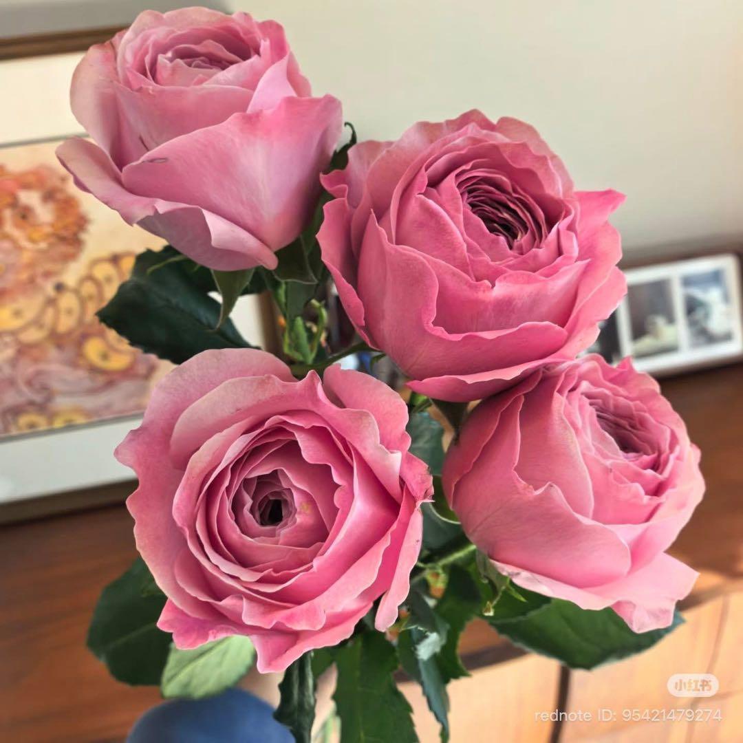 新しい接ぎ木した物物 Peony♡kiss
