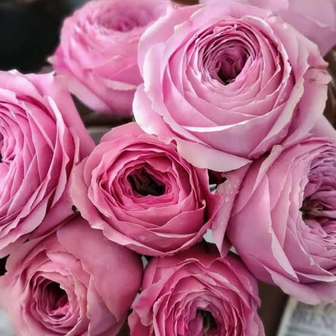 新しい接ぎ木した物物 Peony♡kiss