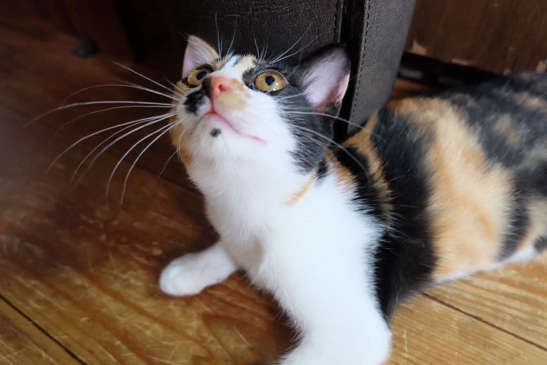 FUJIFILM 一眼レフ　ジャンク品