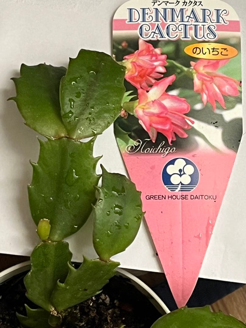 多肉植物　デンマークカクタス　のいちご&イエローダイヤモンド　根付き抜き苗2種類