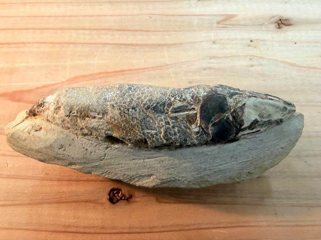 ラコレピス 古代魚 原石 鑑賞石 自然石 天然石 鉱石 鉱物 水石 置物