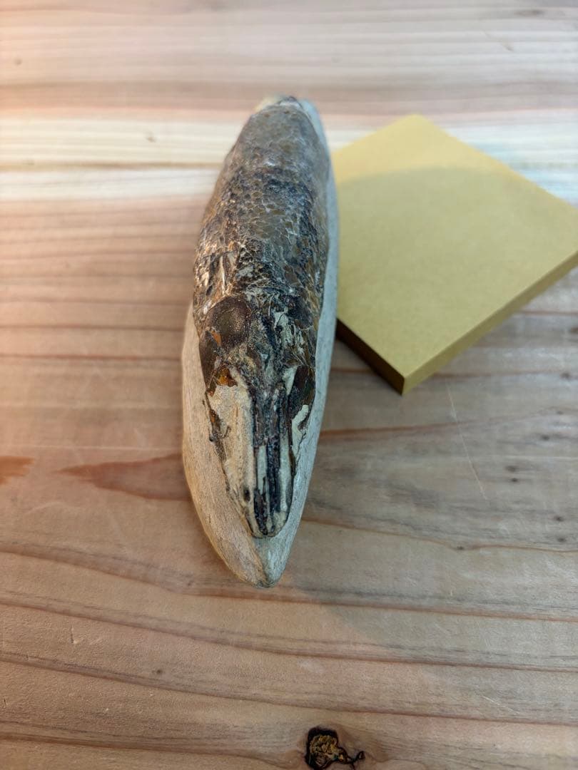 ラコレピス 古代魚 原石 鑑賞石 自然石 天然石 鉱石 鉱物 水石 置物