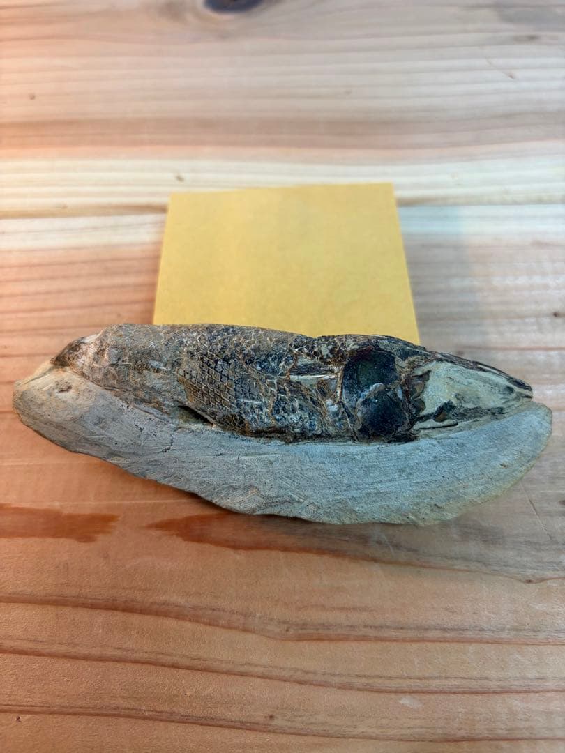 ラコレピス 古代魚 原石 鑑賞石 自然石 天然石 鉱石 鉱物 水石 置物