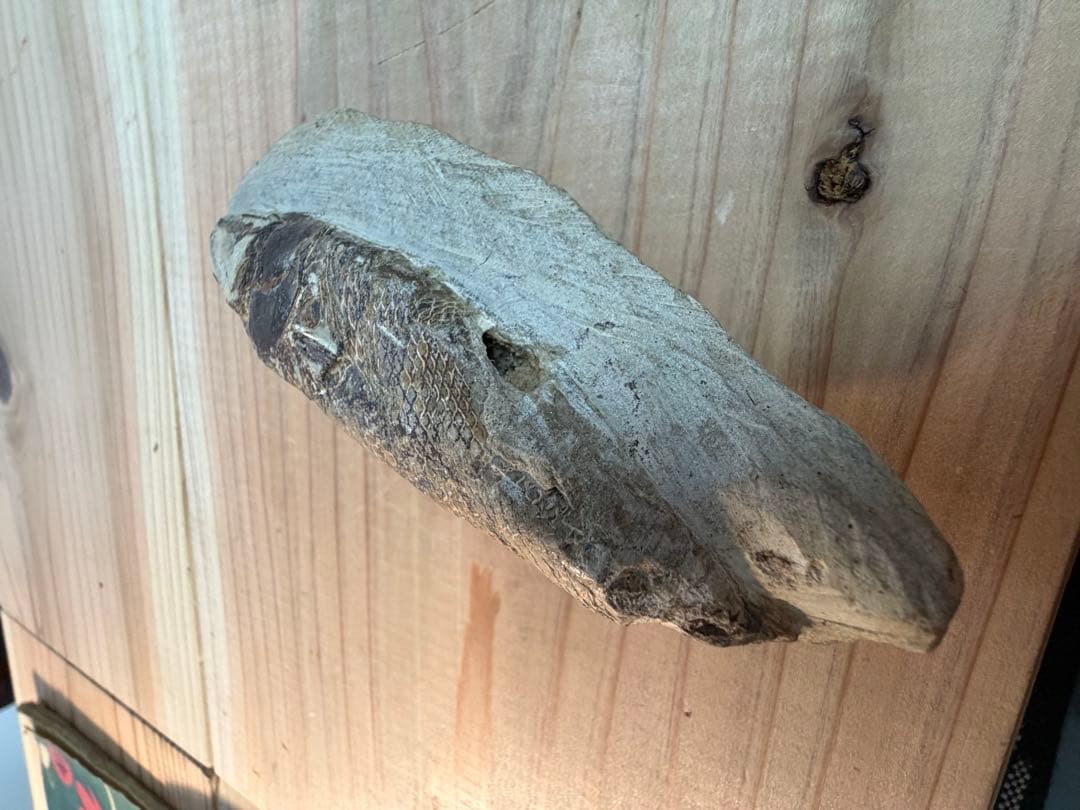 ラコレピス 古代魚 原石 鑑賞石 自然石 天然石 鉱石 鉱物 水石 置物