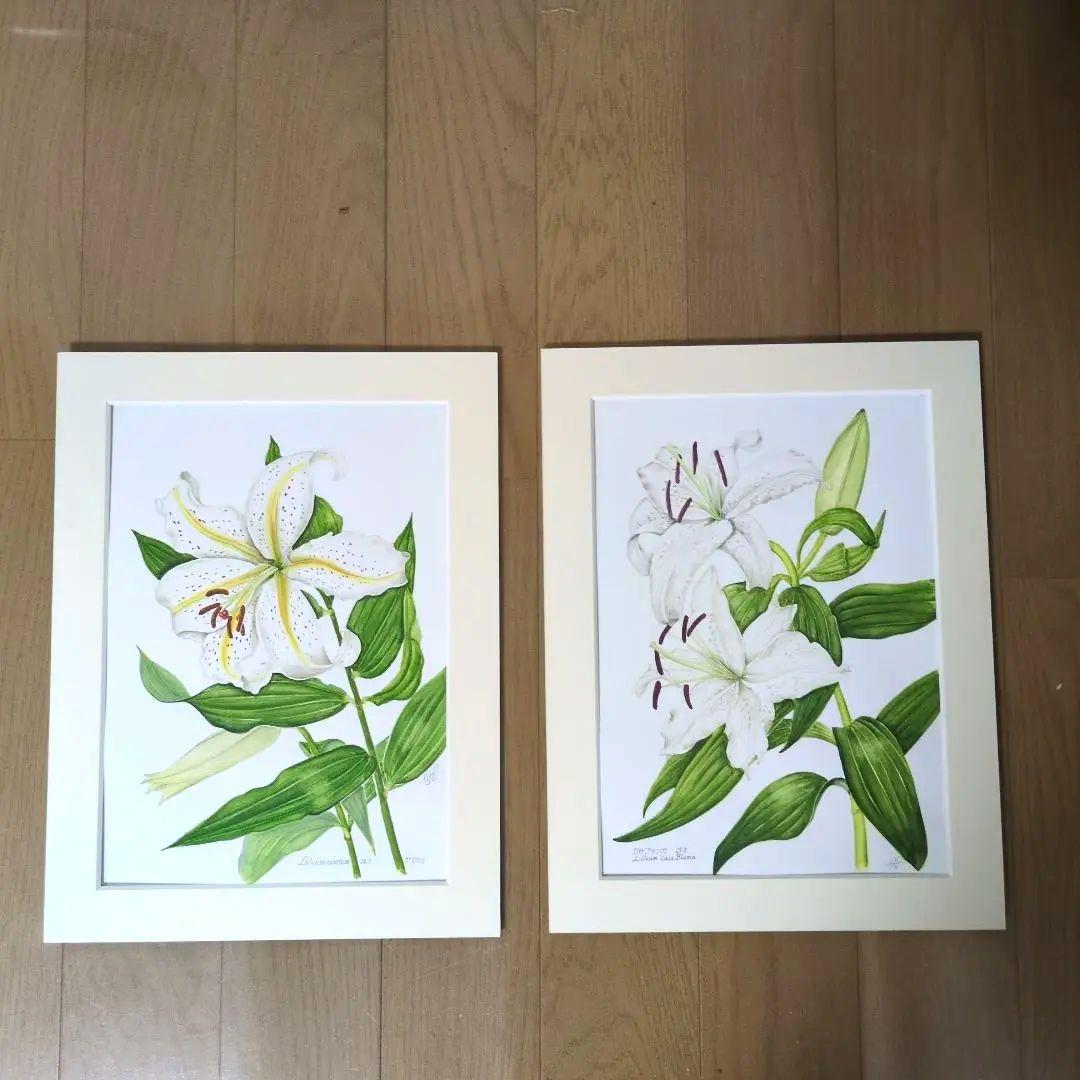 水彩画(ヤマユリ)　原画　マット無し