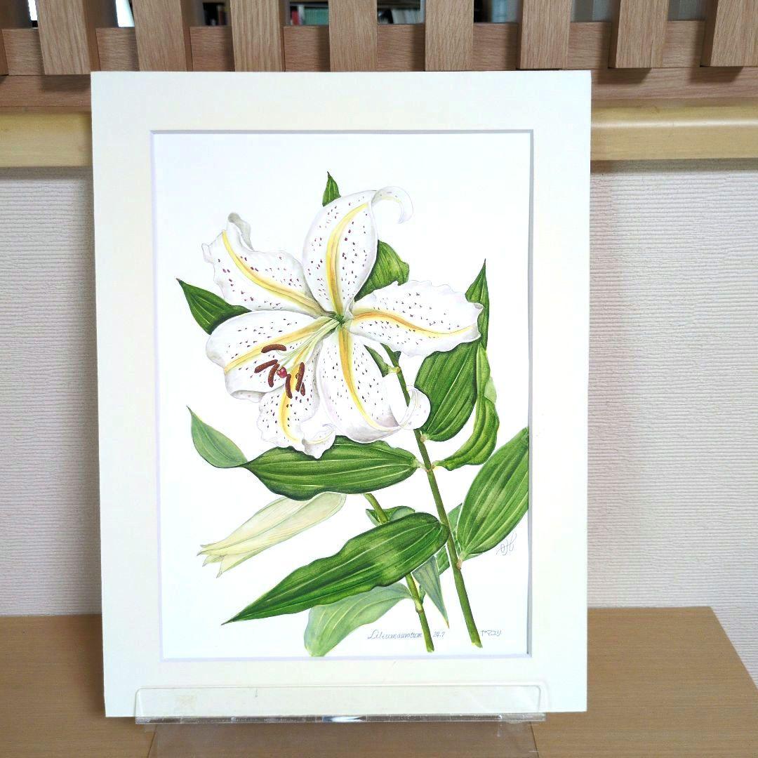 水彩画(ヤマユリ)　原画　マット無し