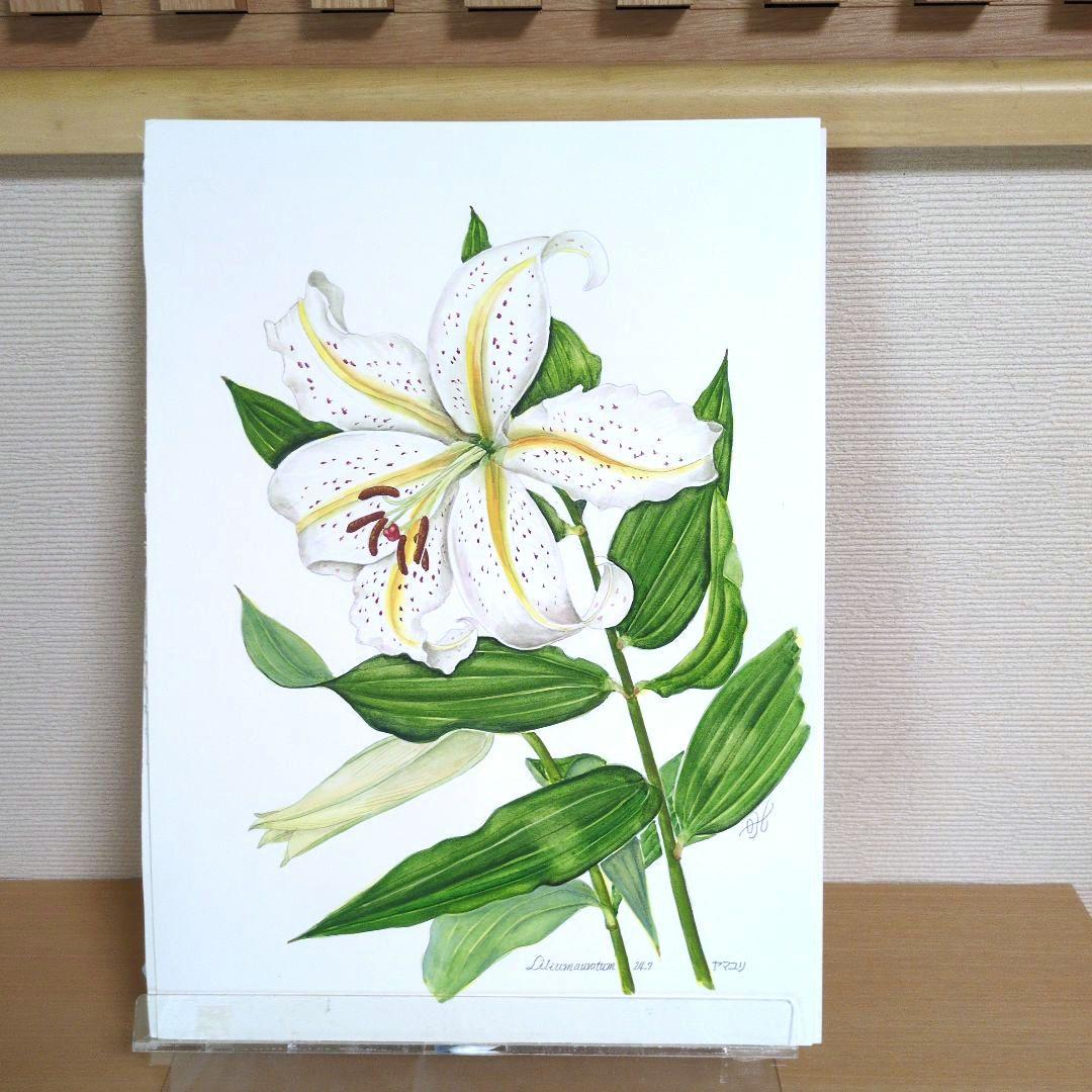 水彩画(ヤマユリ)　原画　マット無し