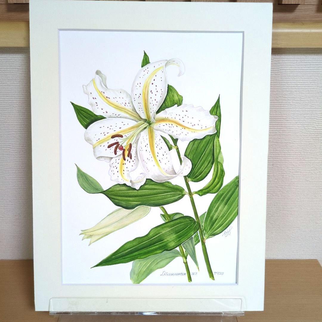 水彩画(ヤマユリ)　原画　マット無し