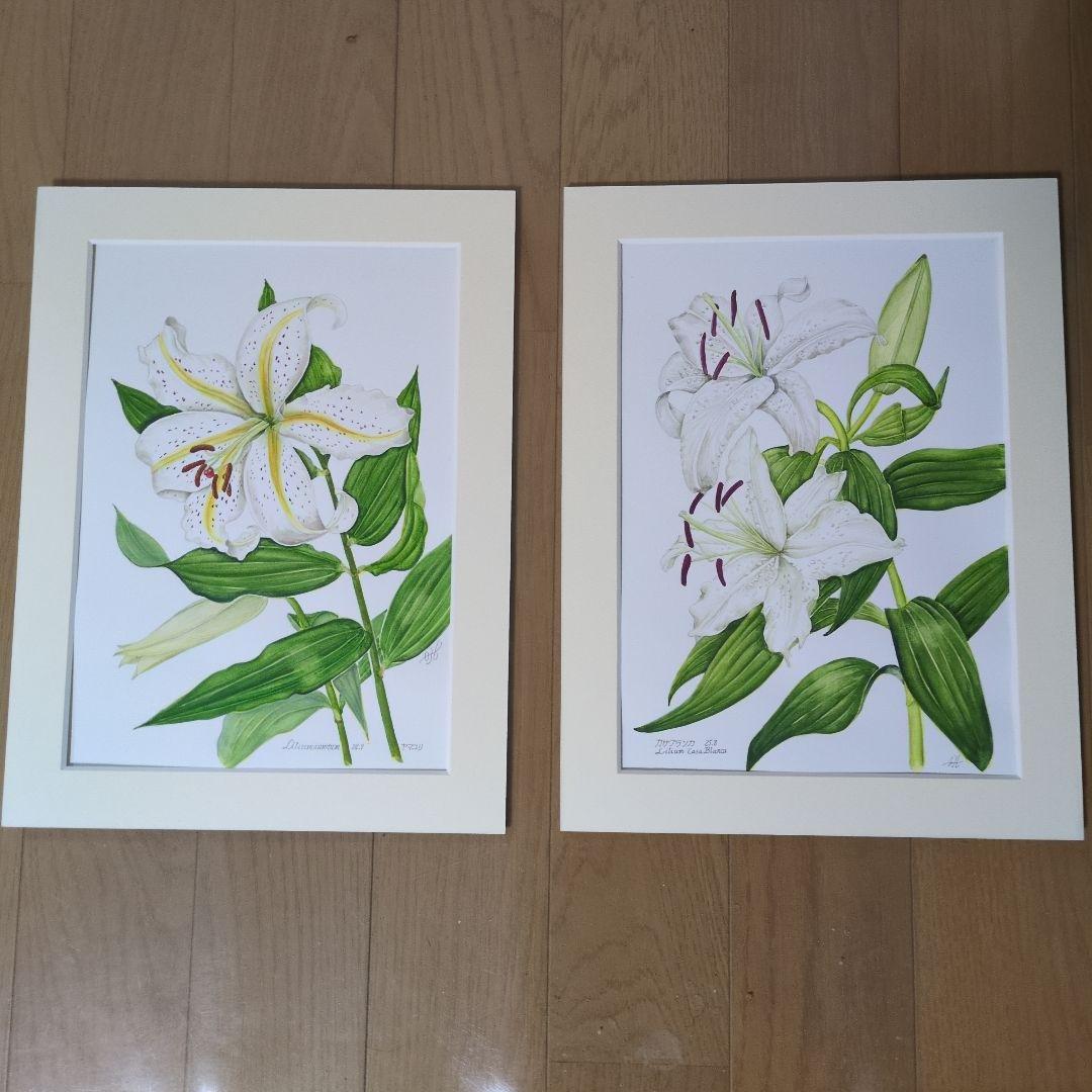 水彩画(ヤマユリ)　原画　マット無し