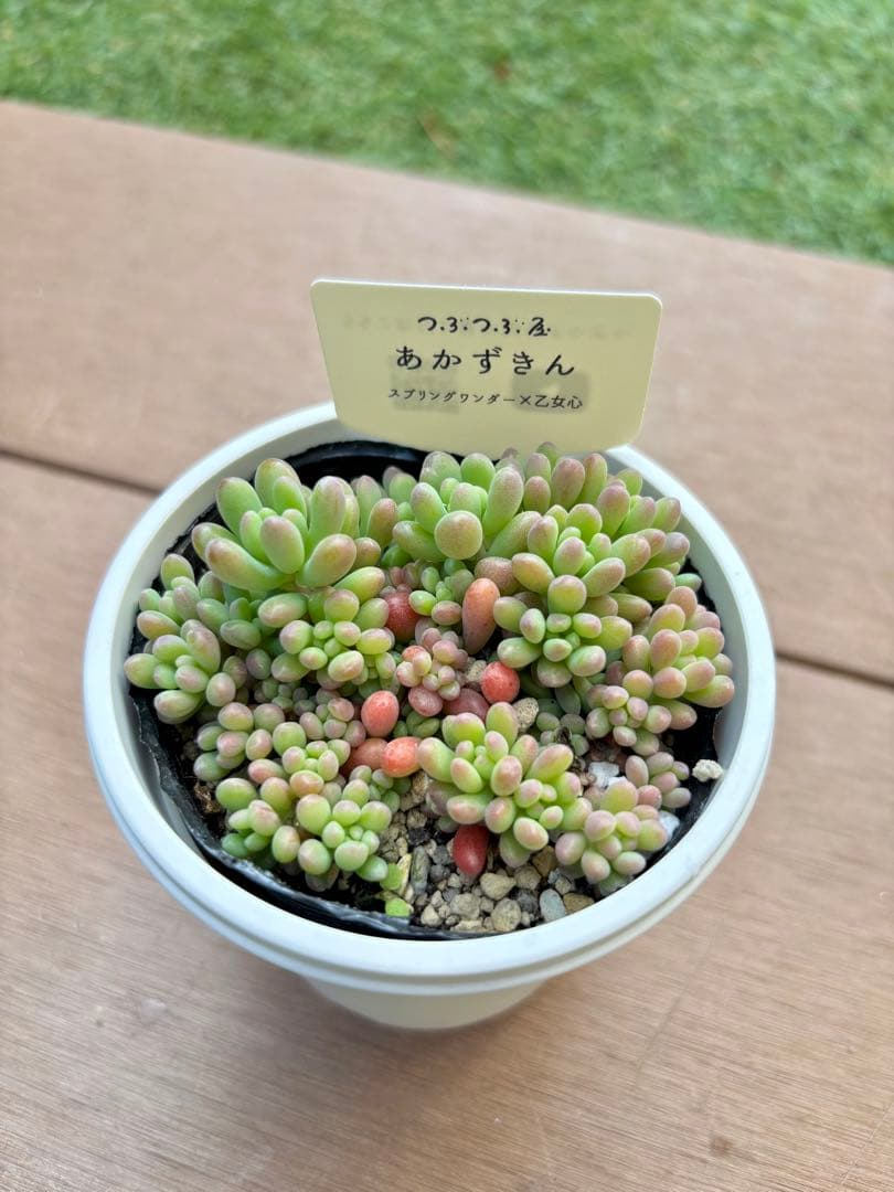 つぶつぶ屋（クアトロさん）つぶつぶ交配苗　乙女心交配セット　※札付き